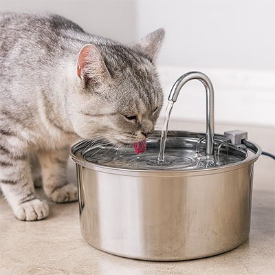 le chat buvant dans sa fontaine a eau chat silencieuse