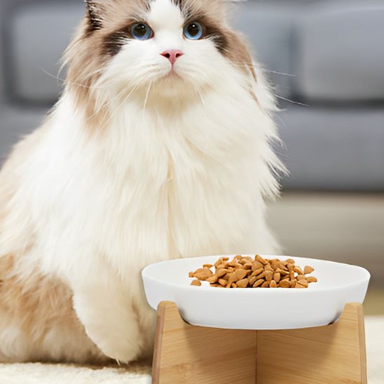 le chat est devant sa gamelle anti glouton surélevée s'apprêtant à manger