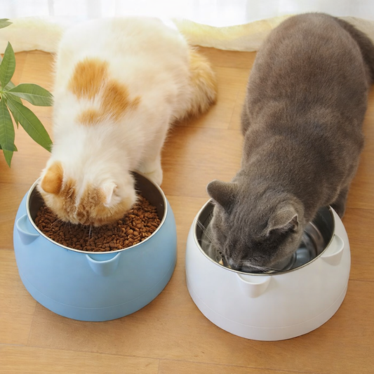 deux chats mangeant dans les gamelle chat bleu et blanc cutycat