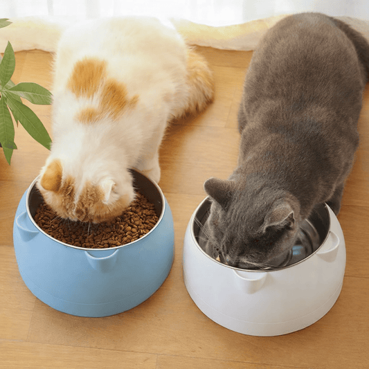 deux chats mangeant dans les gamelle chat bleu et blanc cutycat